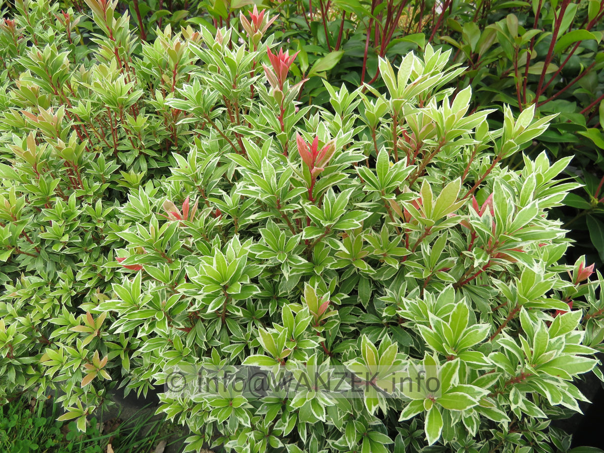 Pieris japonica Little Heath 01.JPG